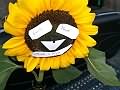 Message On Sunflower1